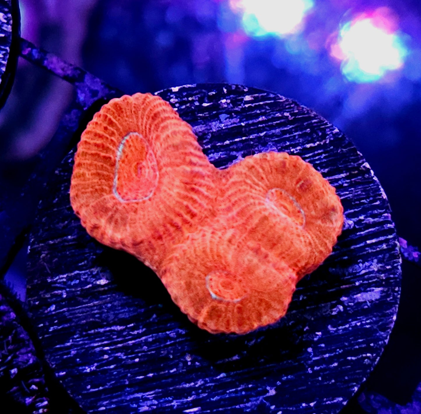 God of the Sun Barabattoia