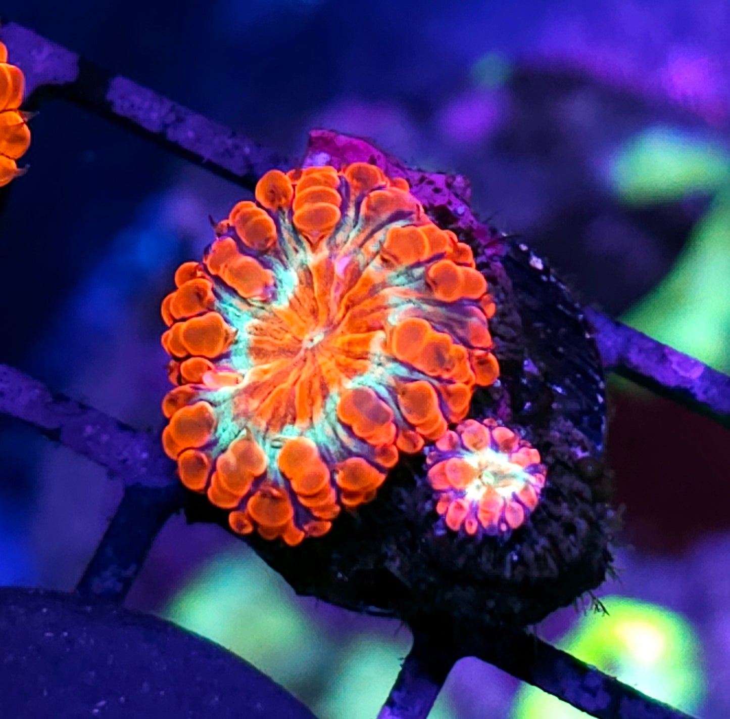 HF Implosion Indonesian Blasto