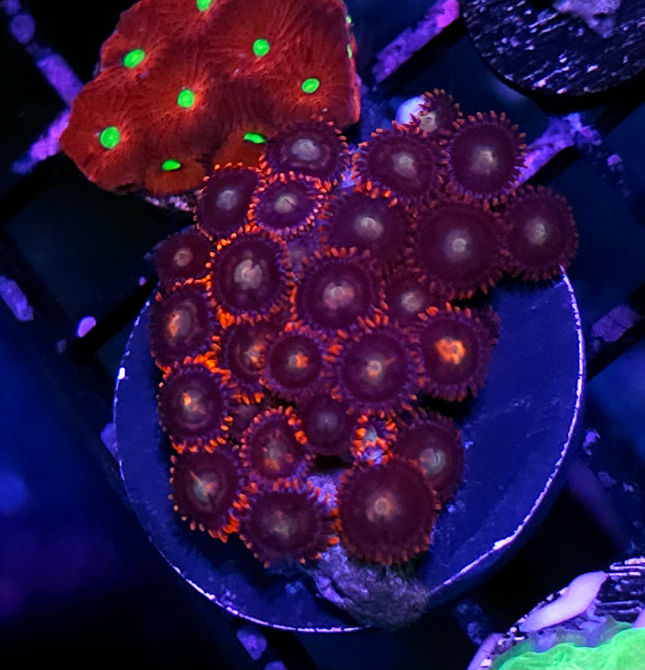 Afterglow Zoas