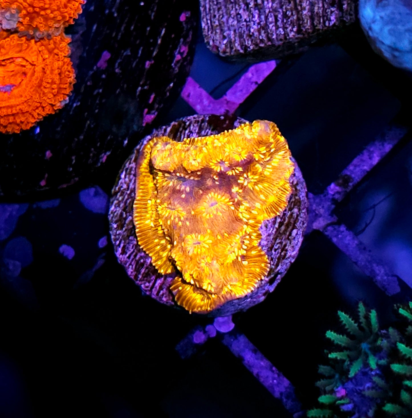 Super Orange Pavona Cactus