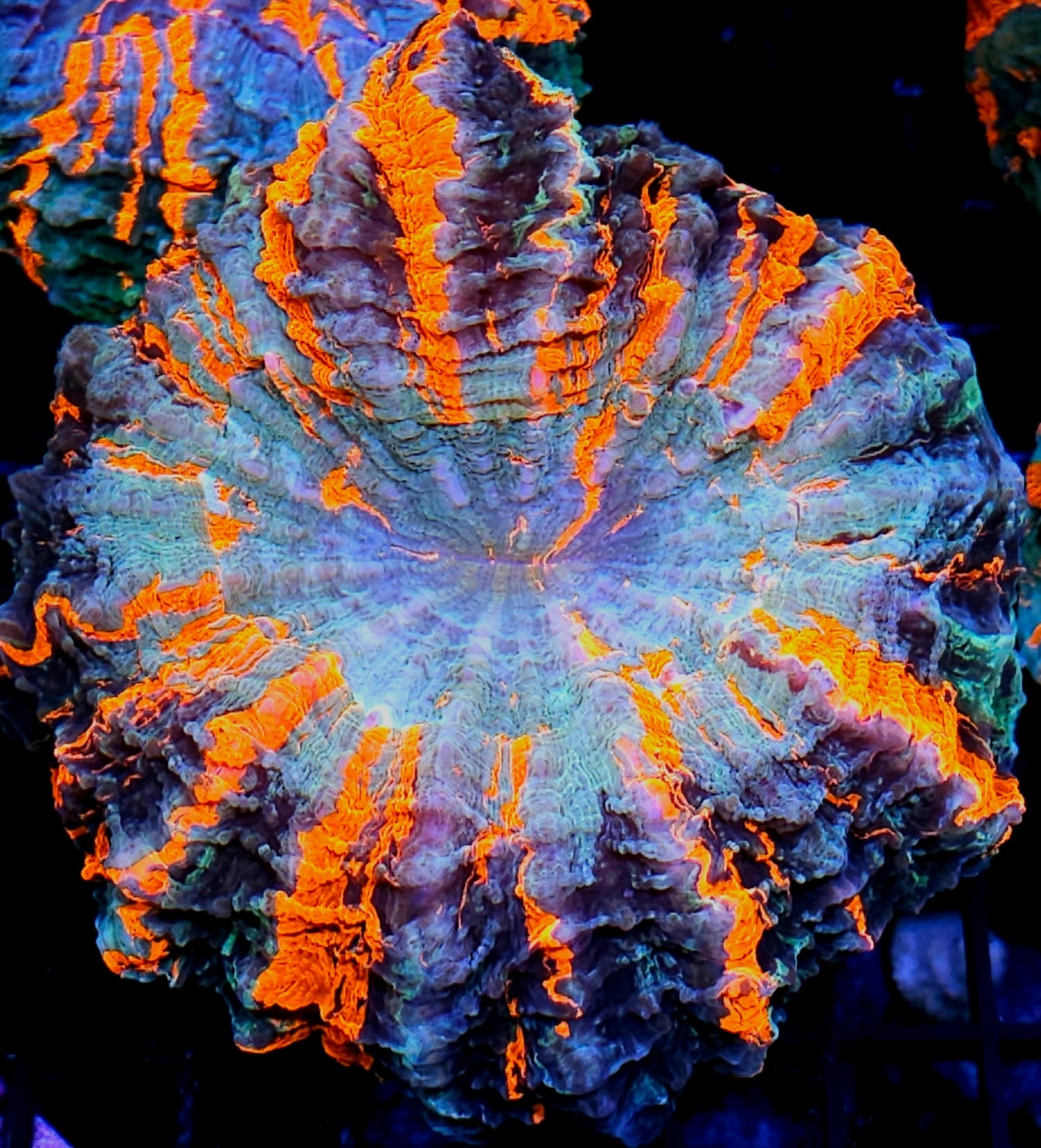 Wicked Warlock Acanthophyllia