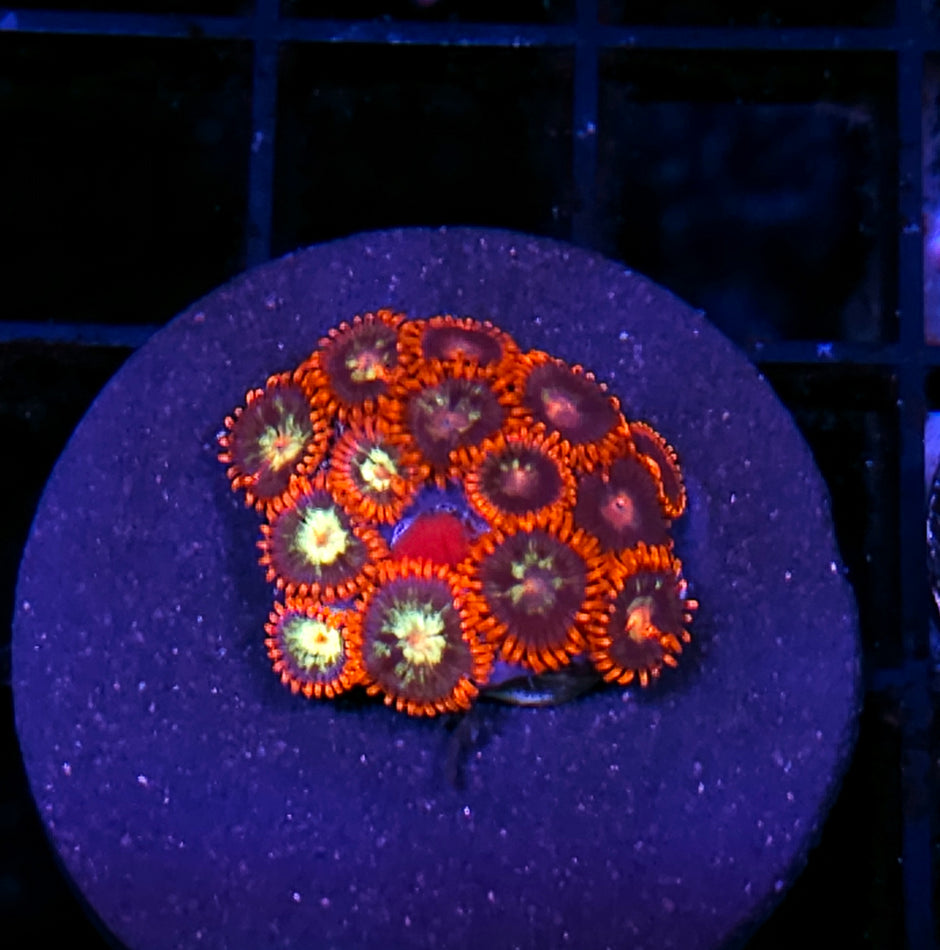 Firecracker Zoas