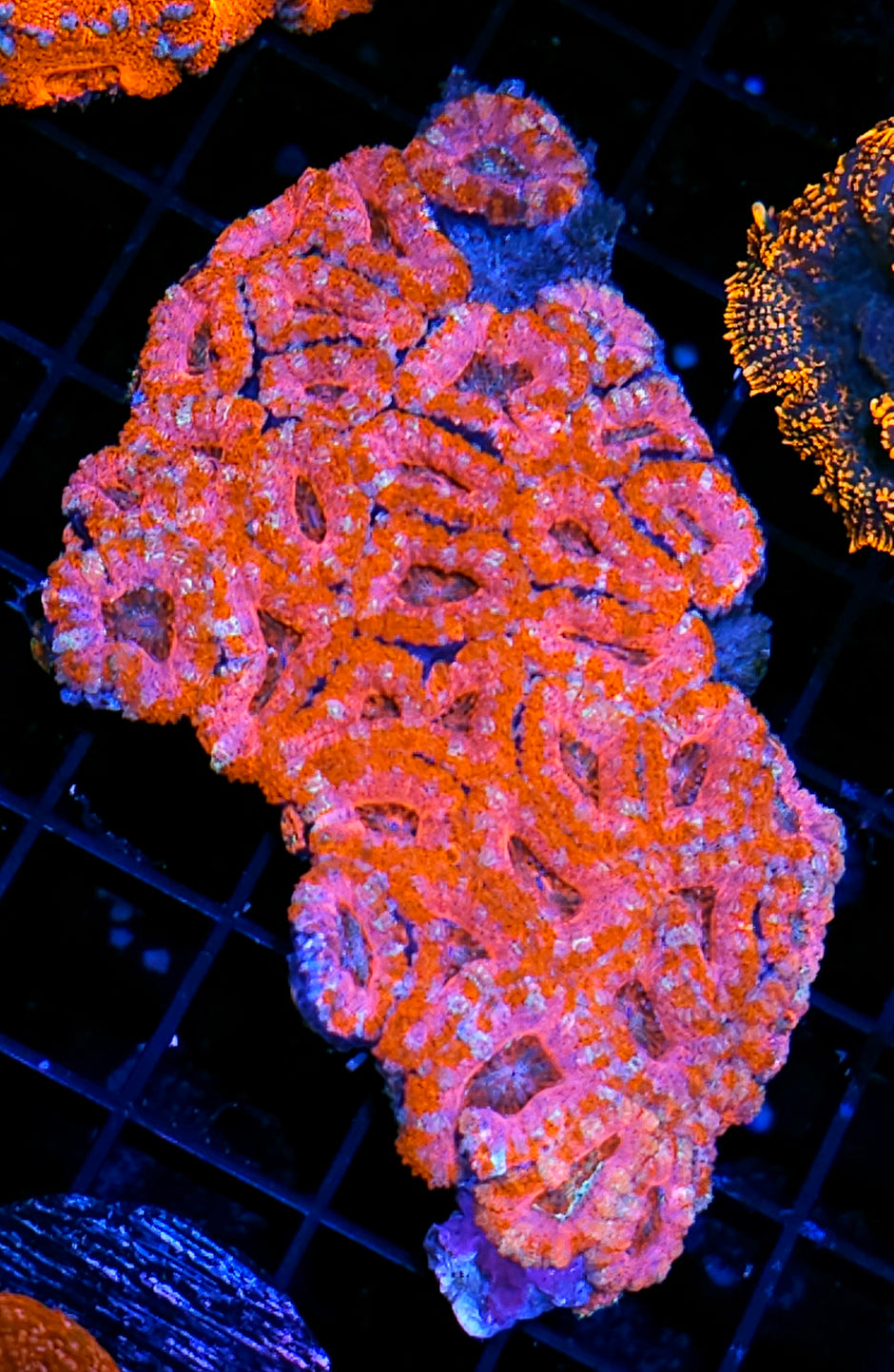 Cupids Crush Acan Colony