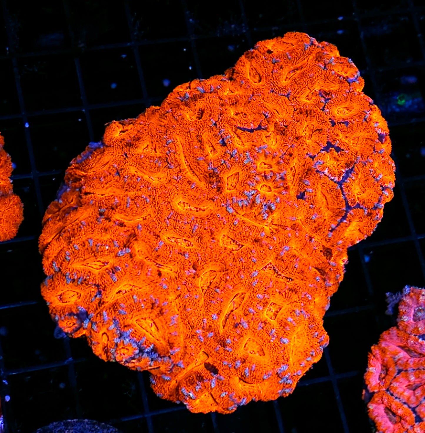 Fire and Brimstone Acan Colony