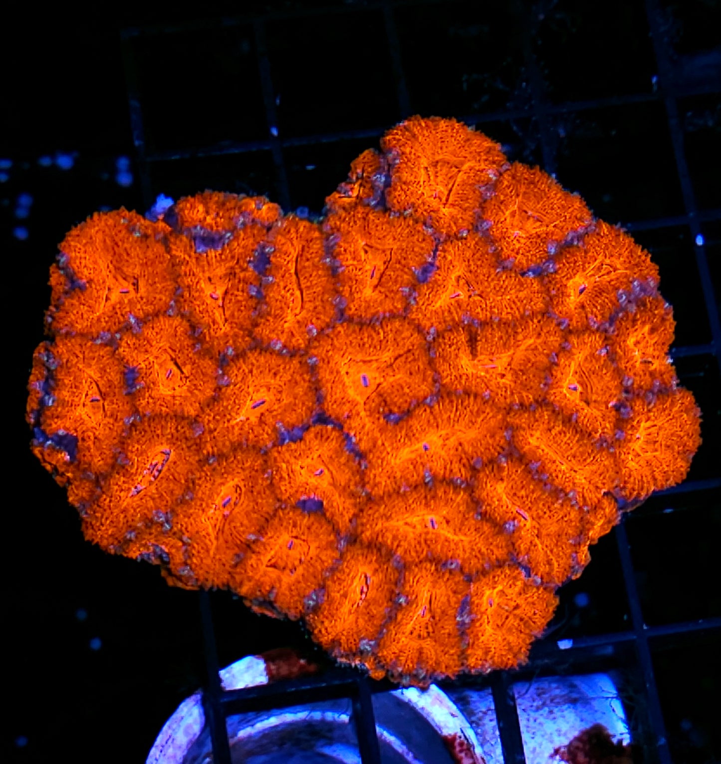 Burning Desires Acan Colony