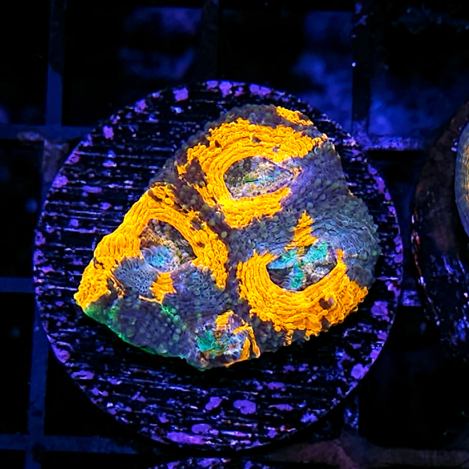 DR Kinetic Chaos Acan Echinata
