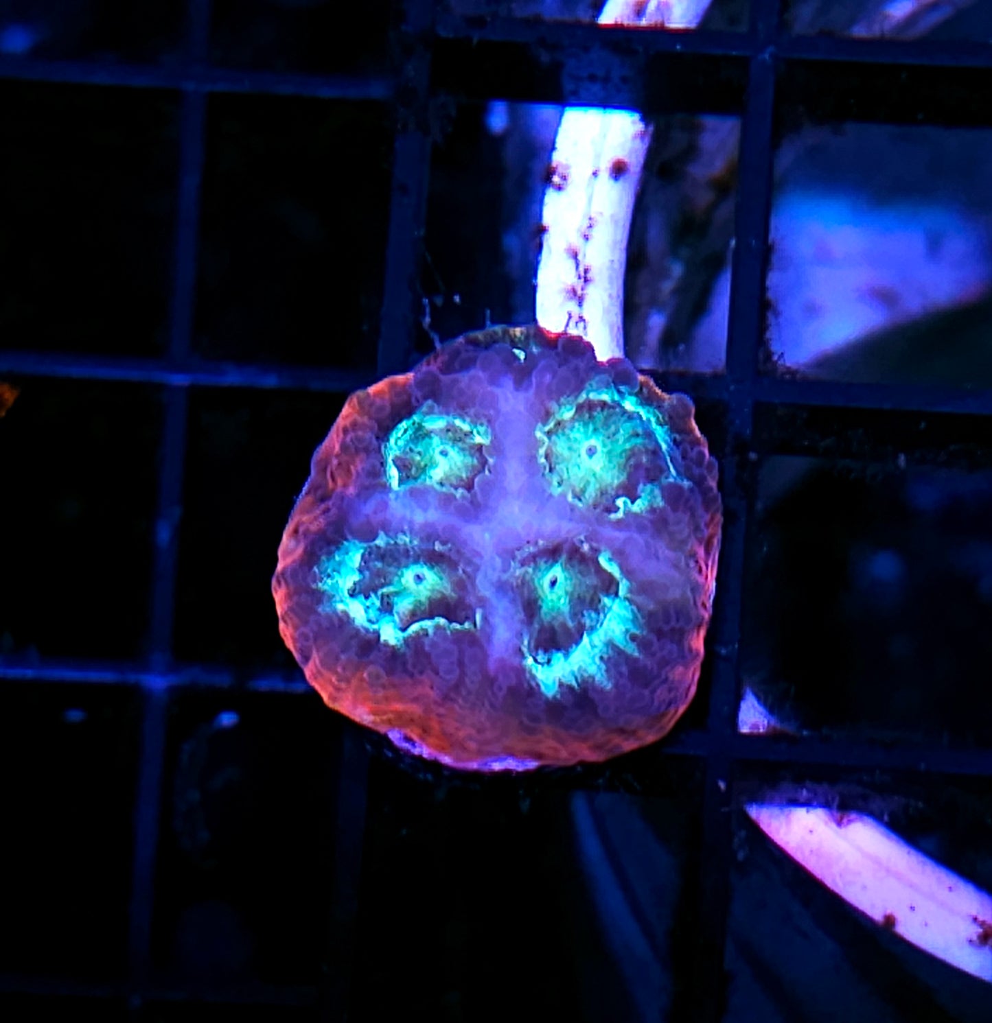 HF Paranormal Activity Favia