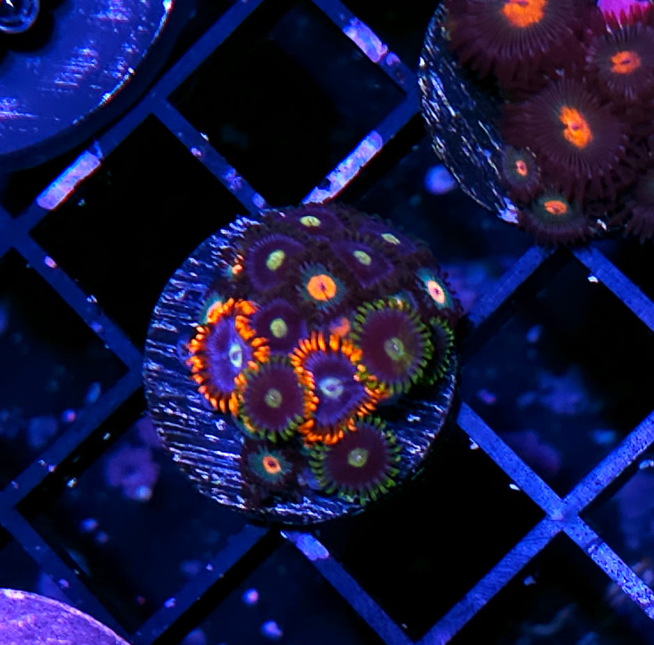 Mix Zoas