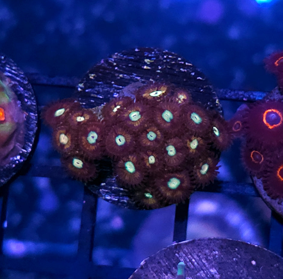 HF Relic Zoas