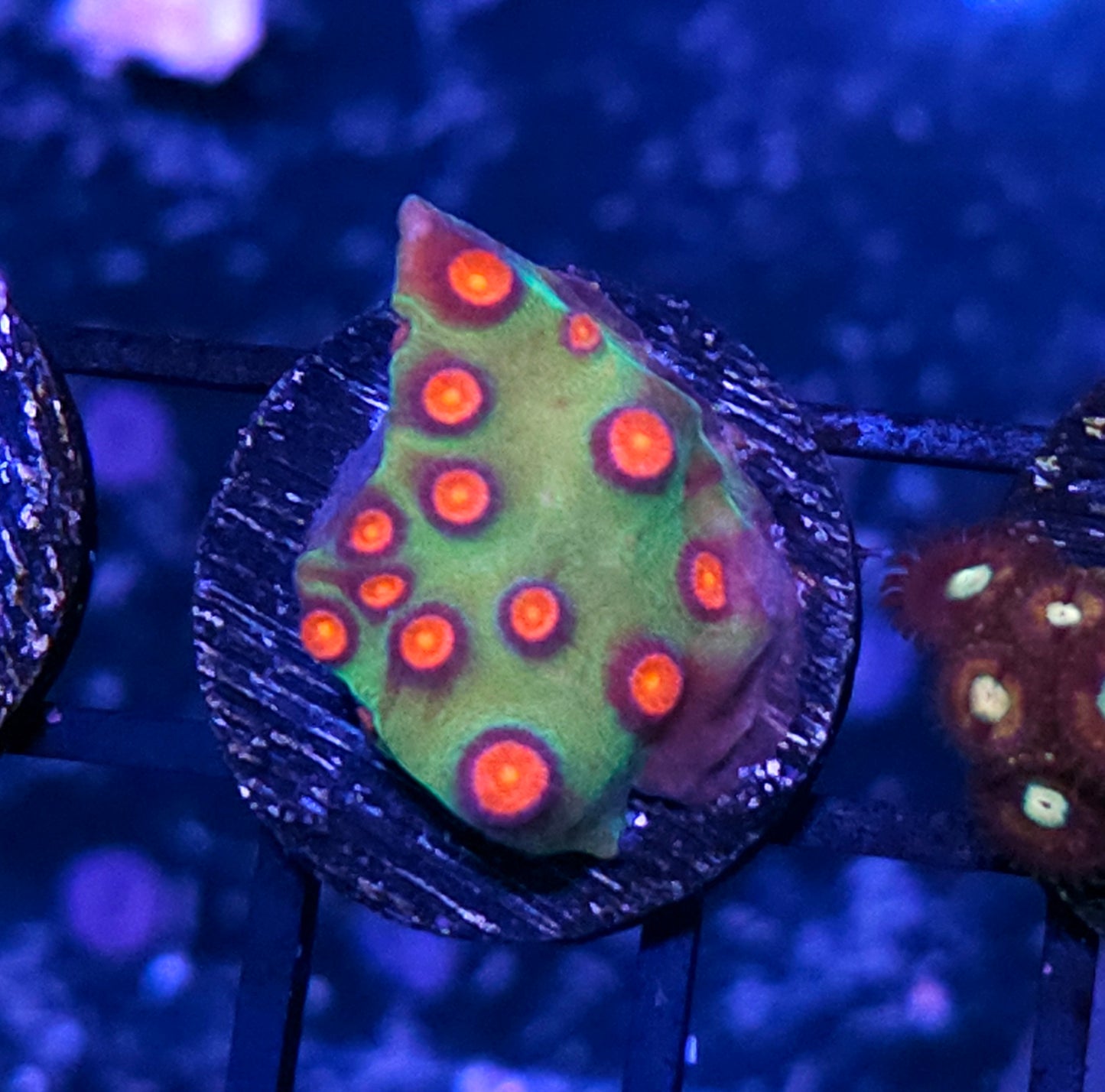 HF Cannibal Cyphastrea