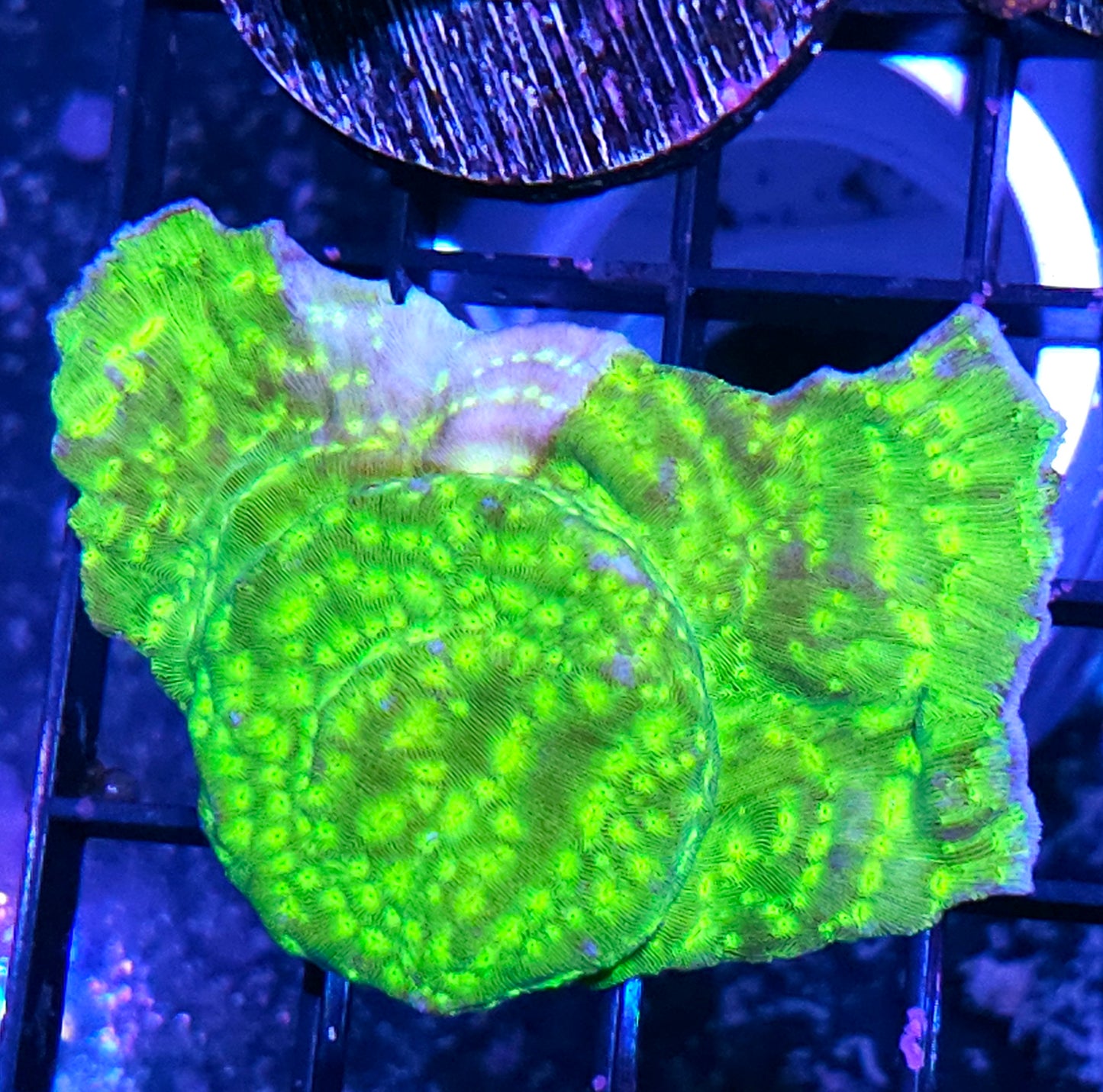 Kiwi Fusion Leptosersis Colony