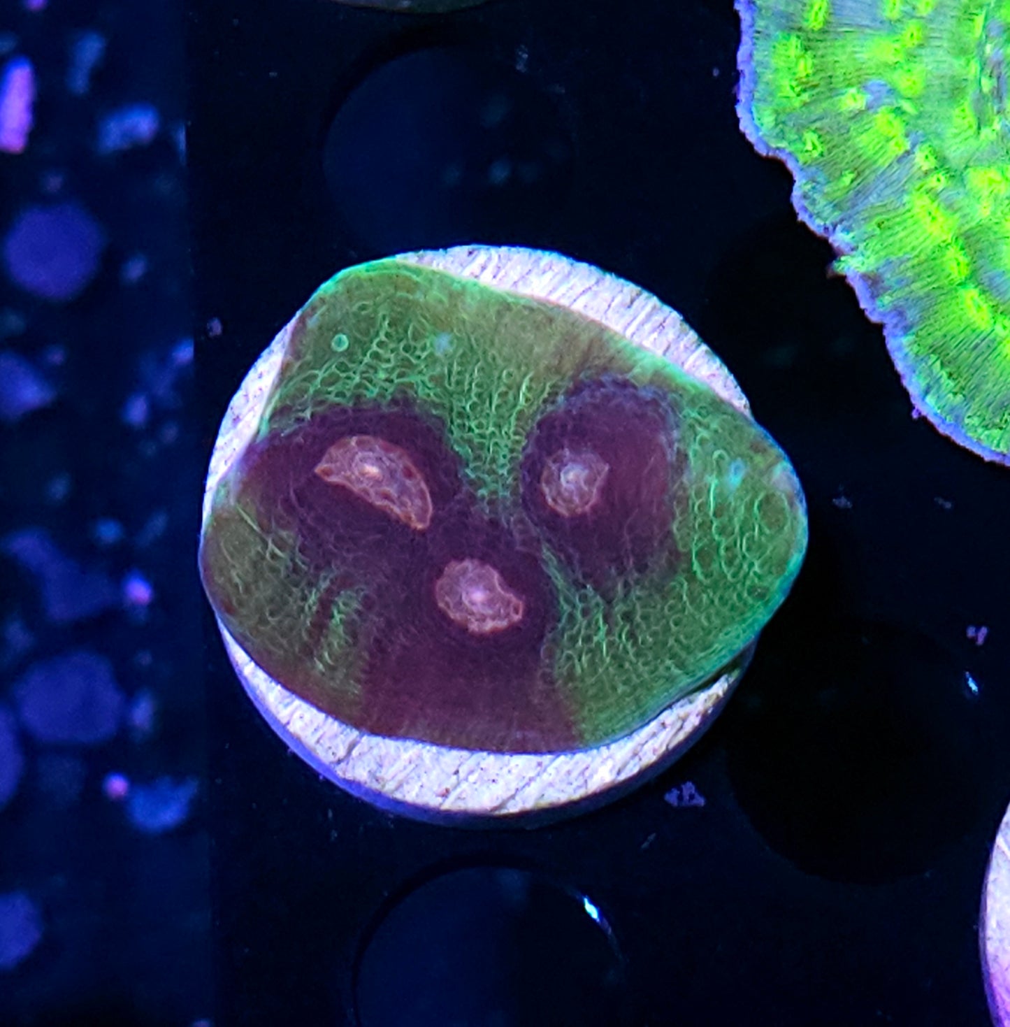 Purple Monster Mycedium