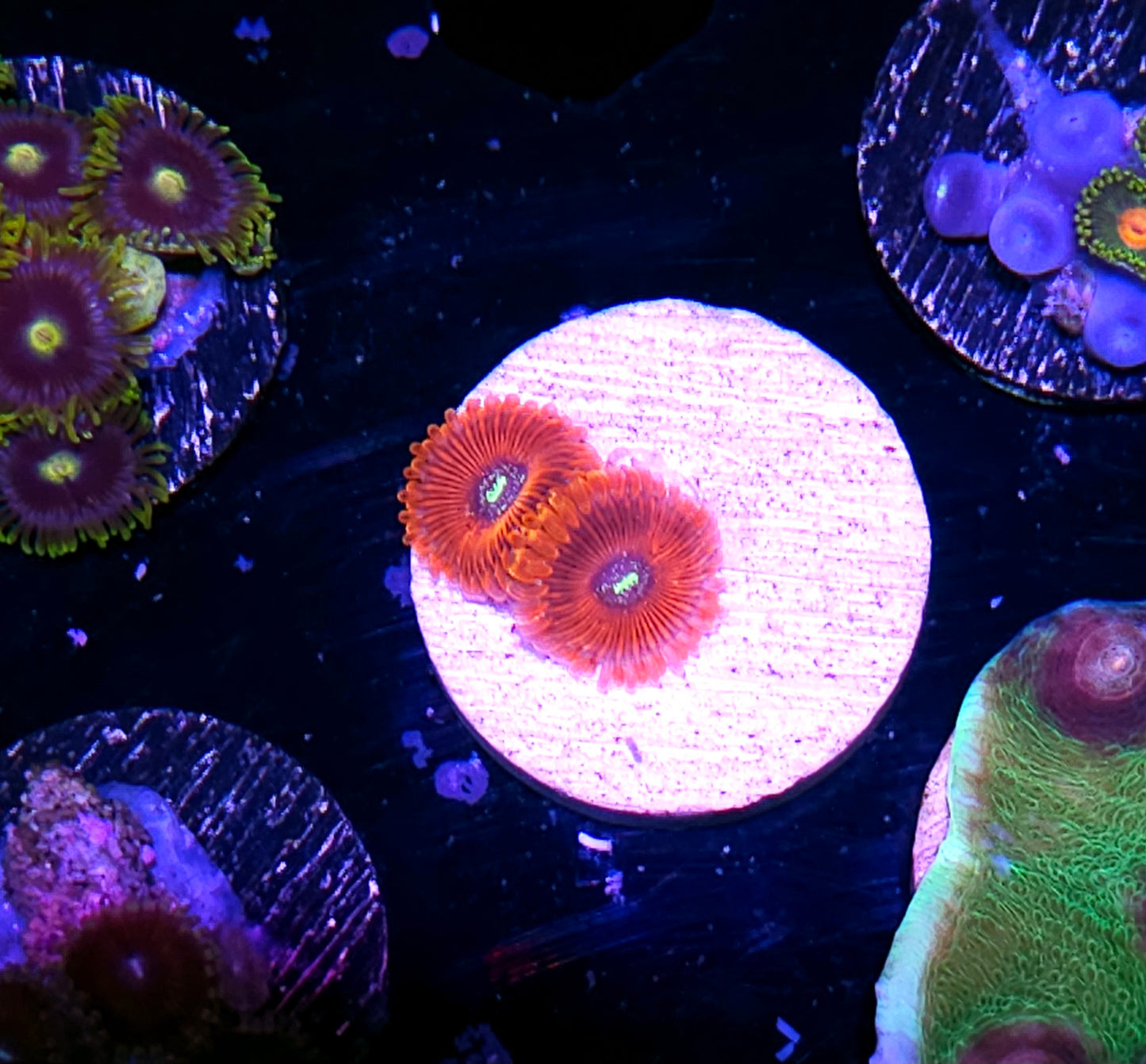 Devil Dust Zoas
