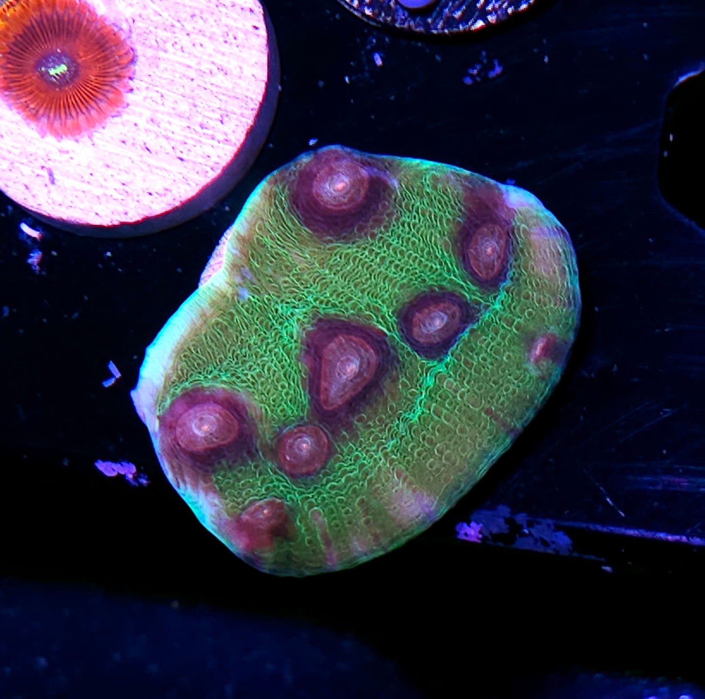 Purple Monster Mycedium