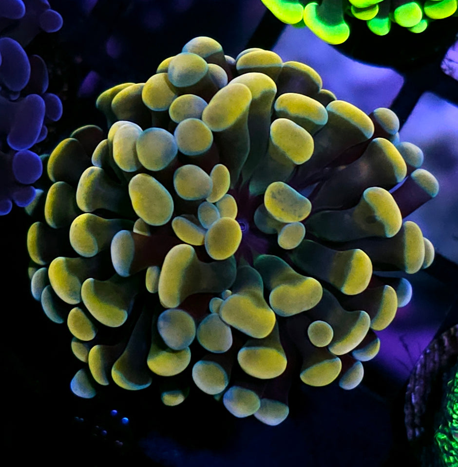 ECC Aurelia Branching Hammer