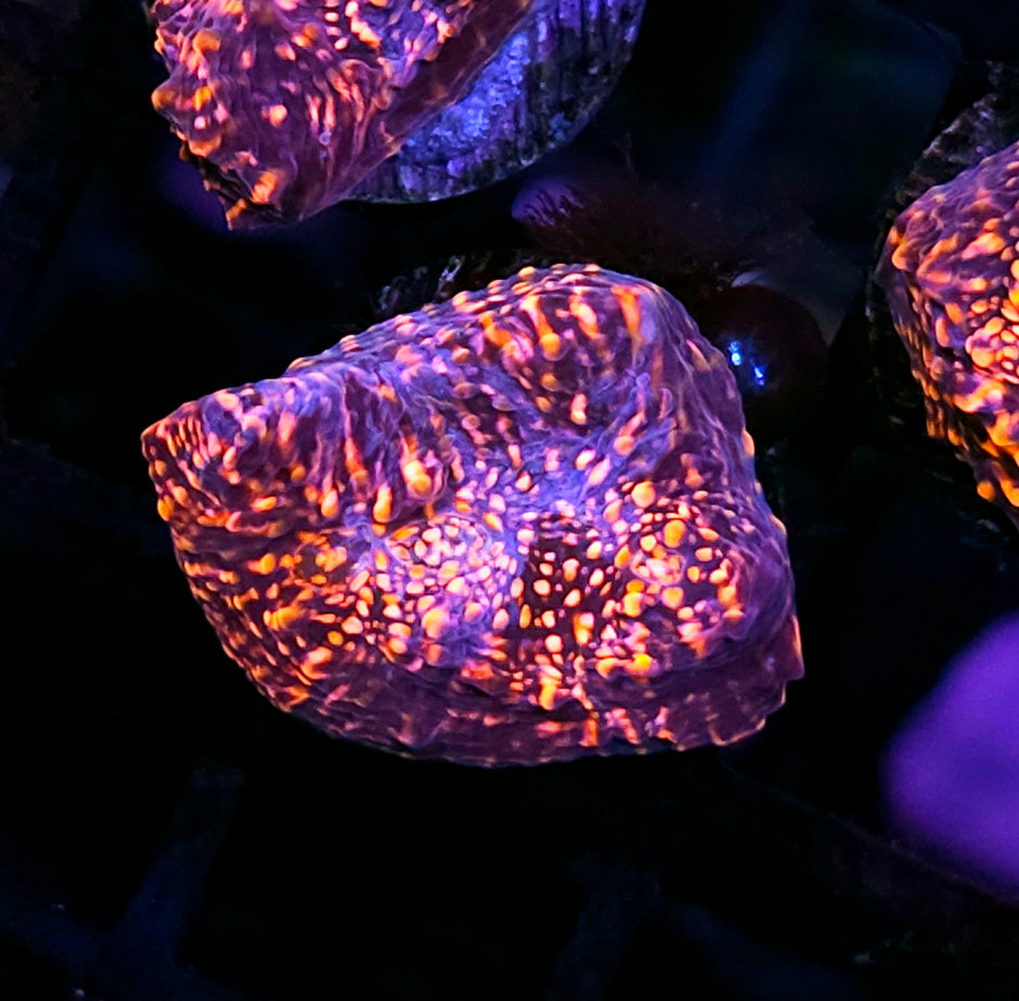 Pink Cadillac Chalice