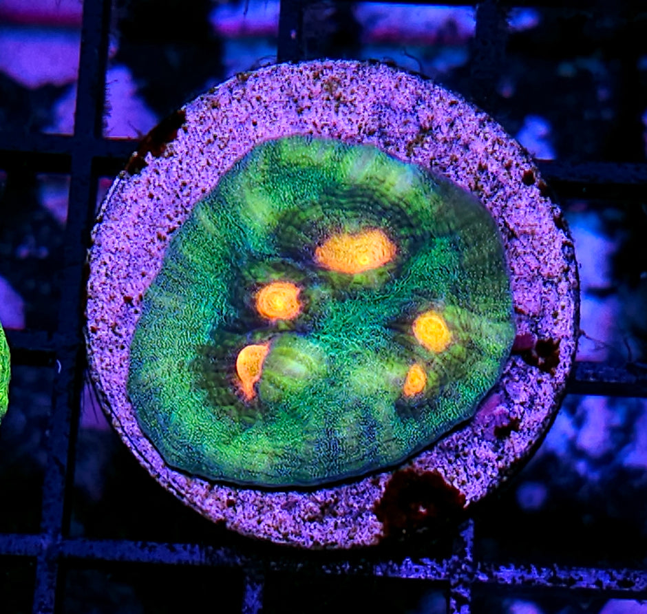 JF Raja Rampage Chalice