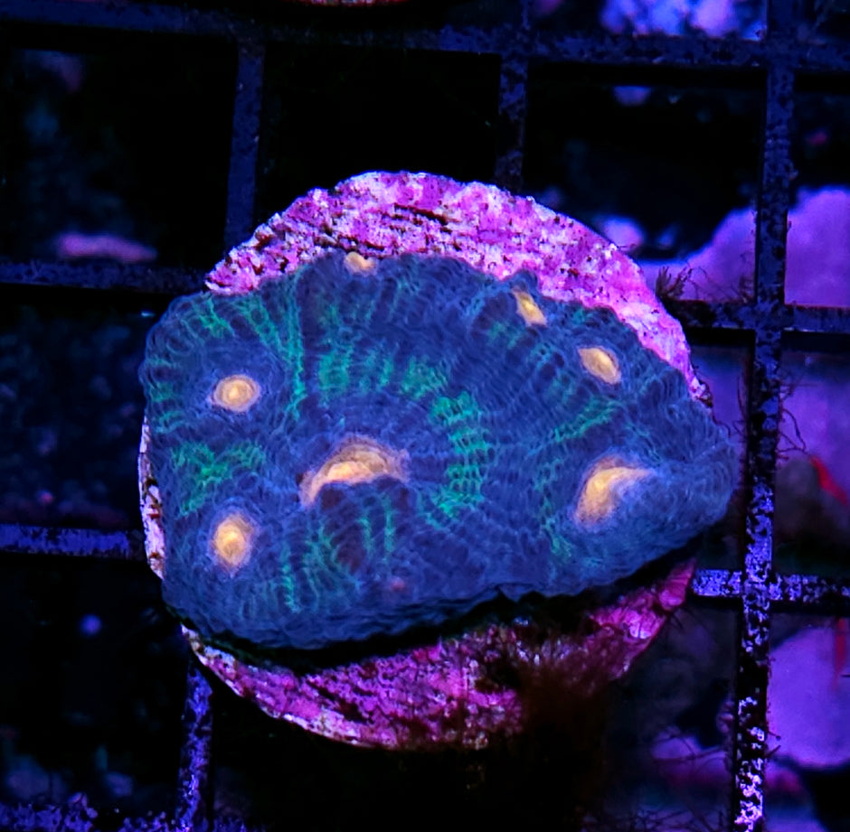 Monsters Inc. Chalice