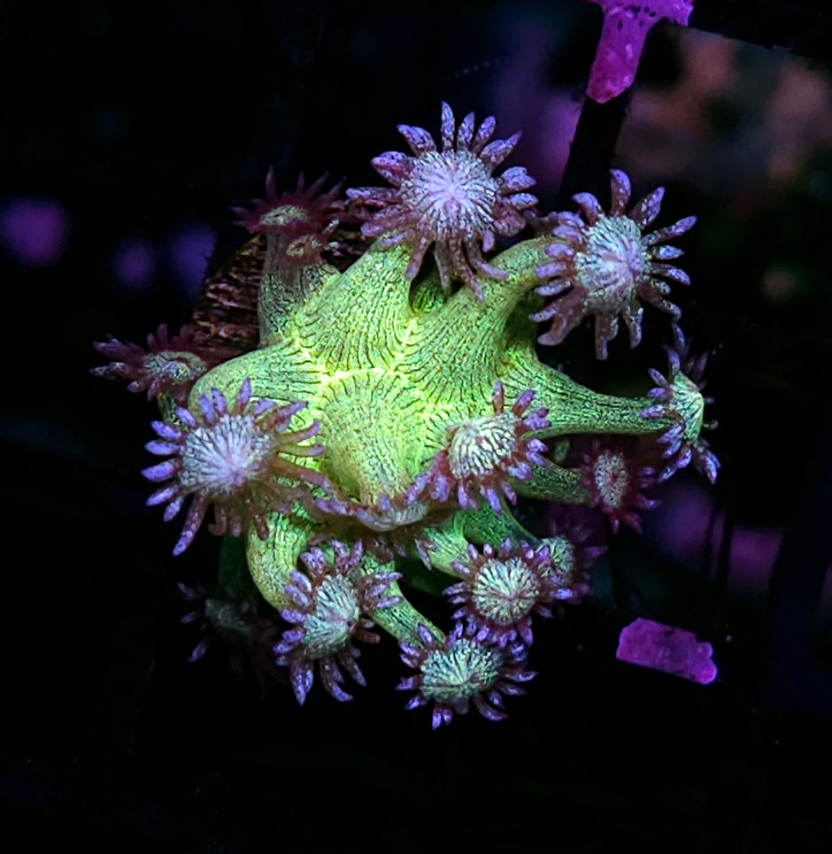 HF Glitter Bomb 💣 Goniopora