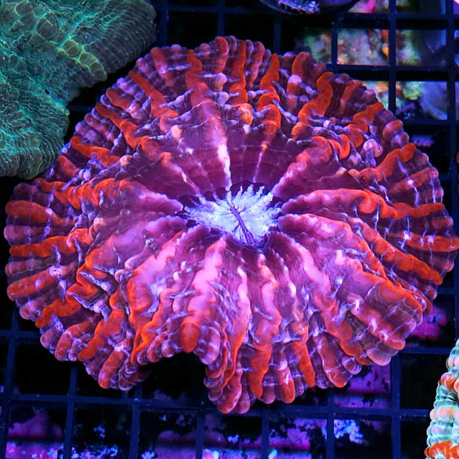 Evil 😈 Eye 👁 Indophyllia