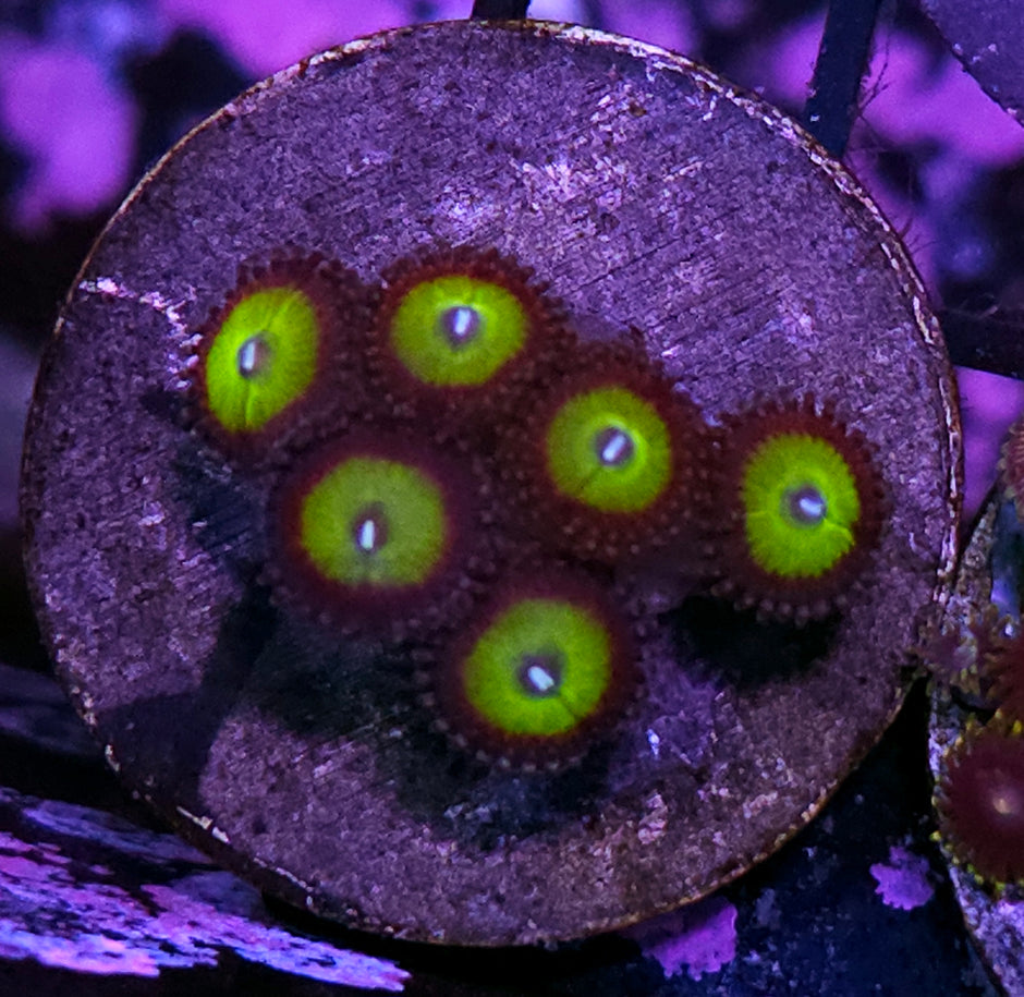 Latin Lover Zoas