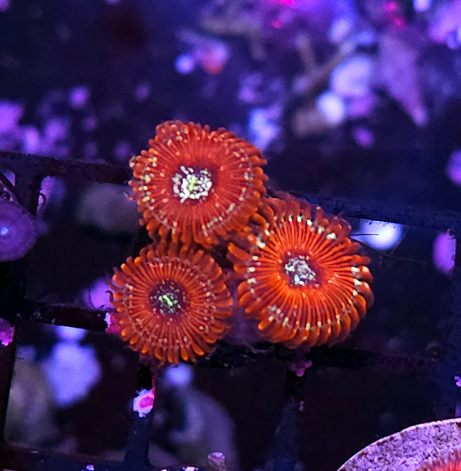 White Zombie Zoas