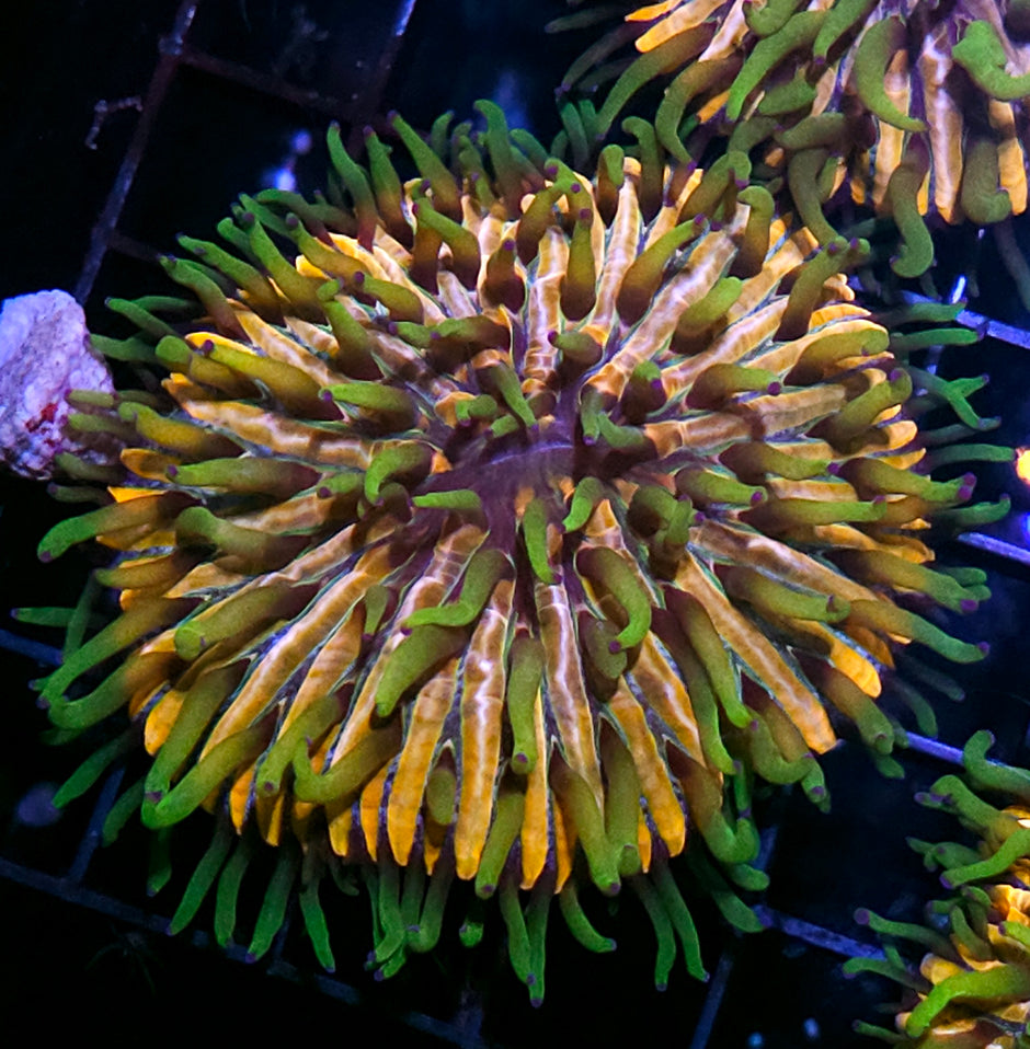 HF Baja Berserk Fungia Plate