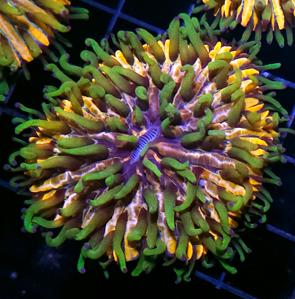 Baja Berserk Fungia Plate