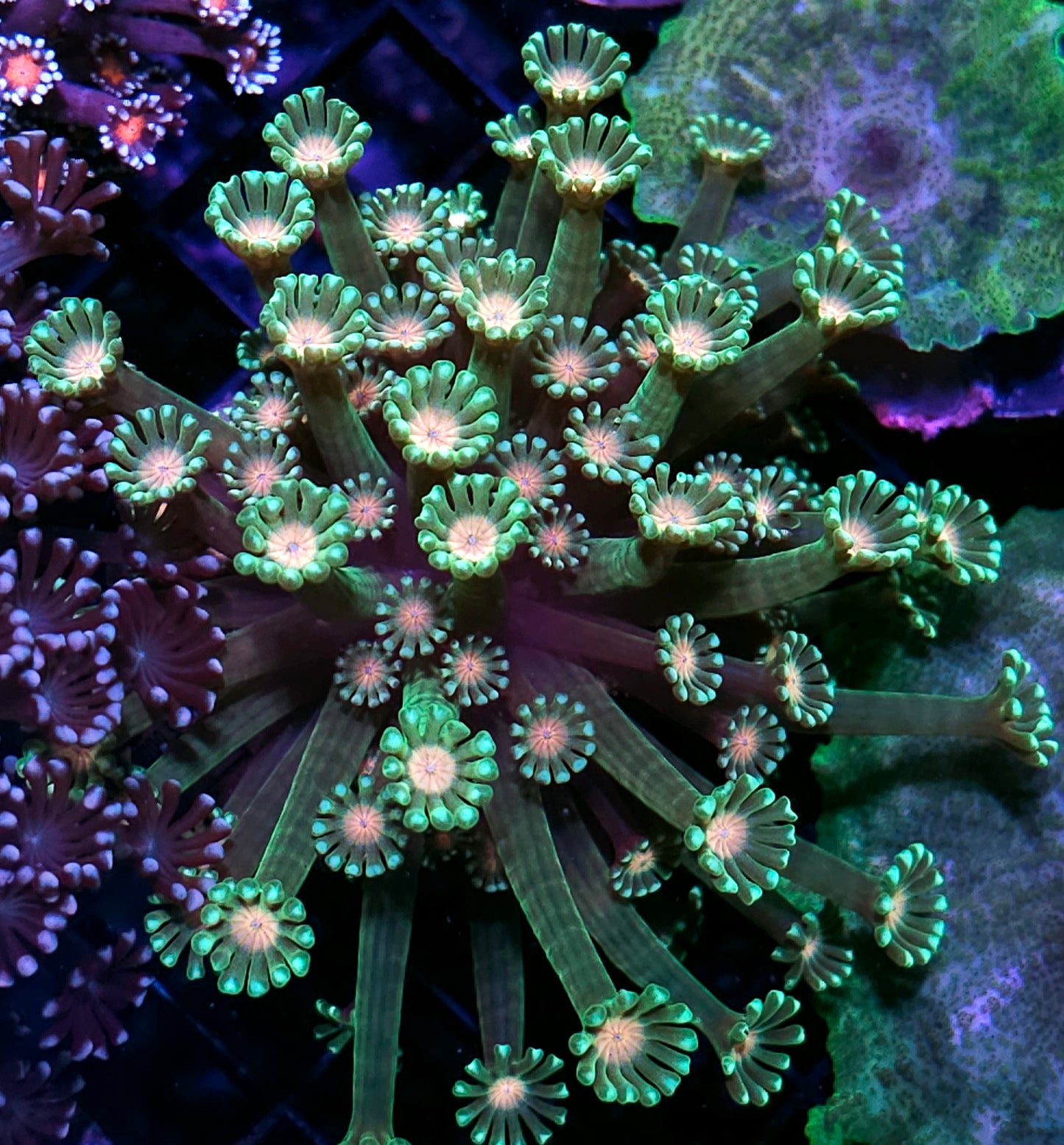 6" Open Caribbean Queen Alveopora Colony