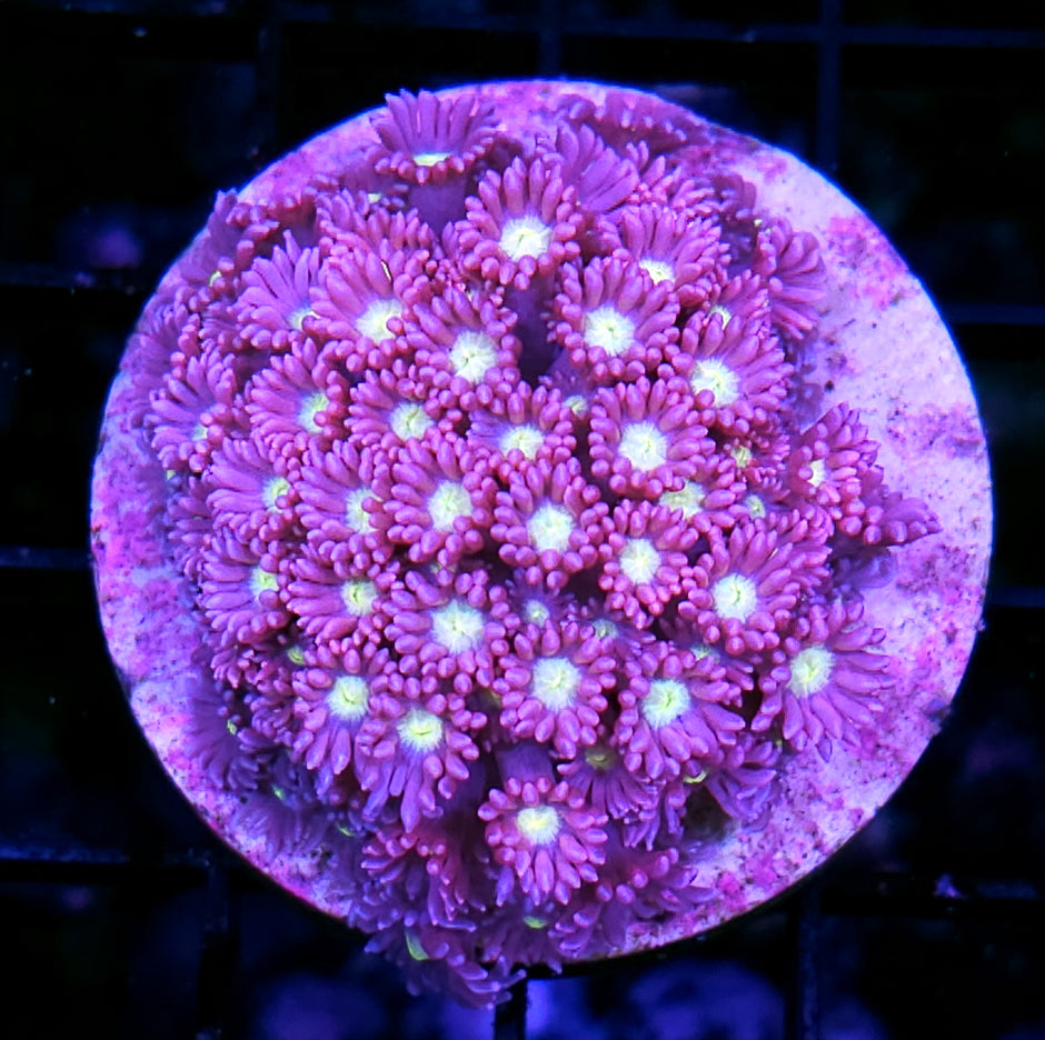 Strawberry Sparkling Wine Goniopora Colony EXTREMELY RARE