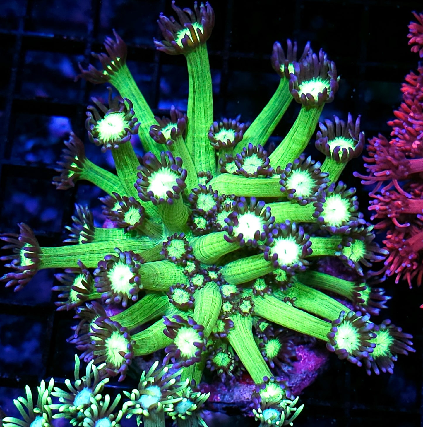 6" Alien Blood Goniopora Colony