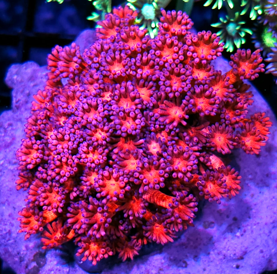 🤯👀Dragons Breath Goniopora Colony👀🤯