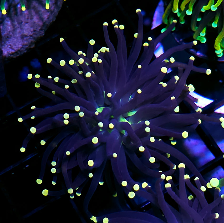 Jackyl Torch Green Center