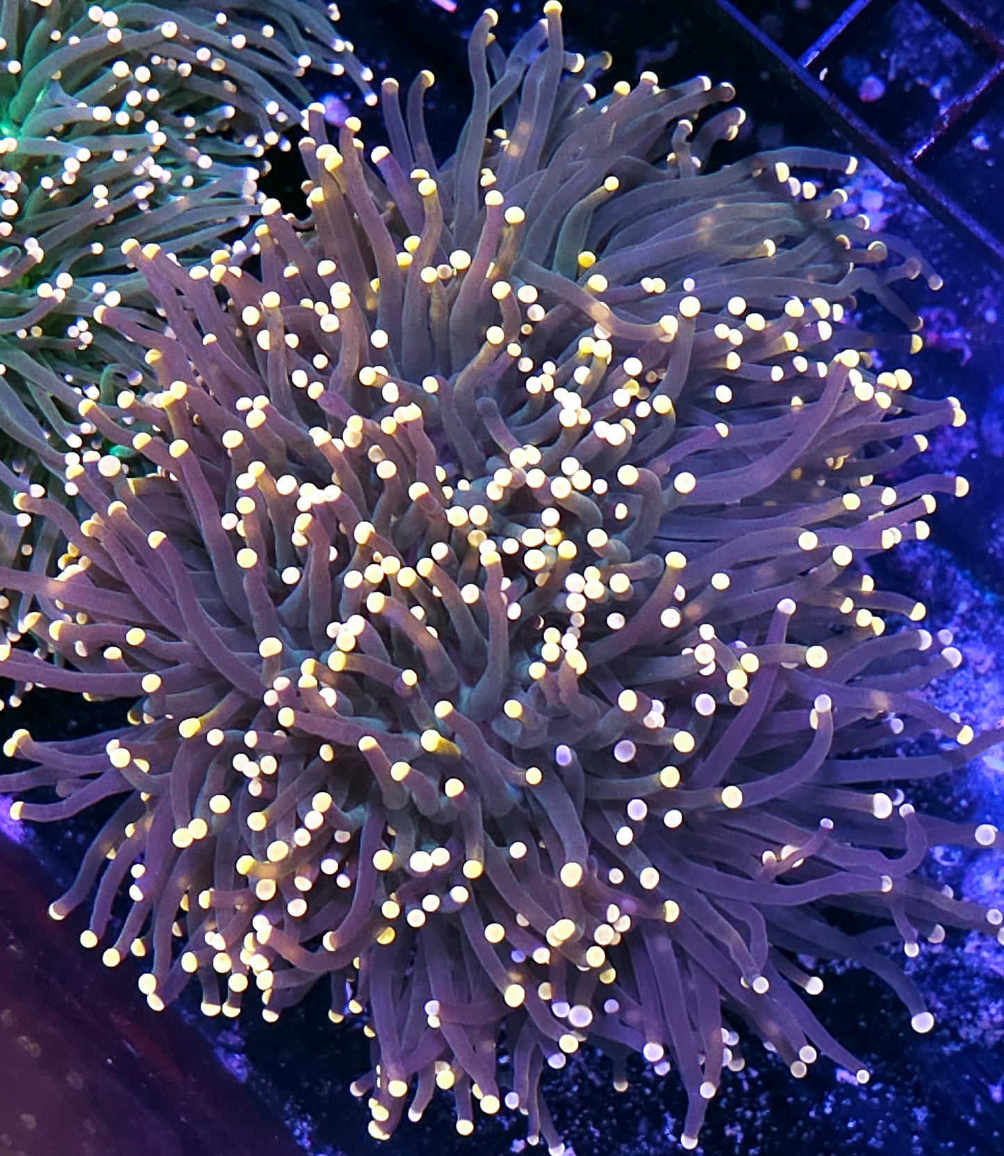 Approx 7-8 Head Glow Sticks Torch Colony