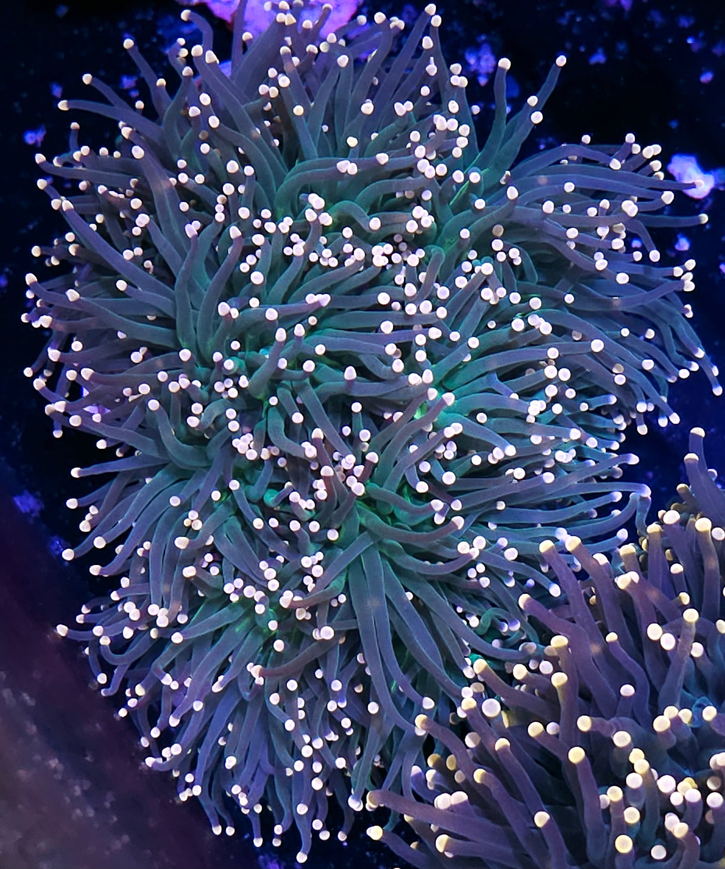 Approx 7-8 Head Bahama Mama Torch Colony