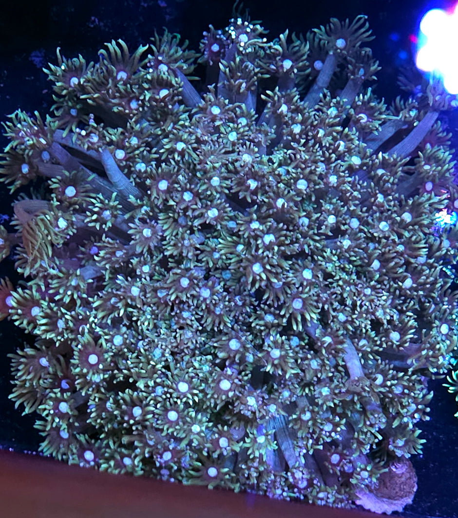 6-8" Fairy Forest Goniopora Colony