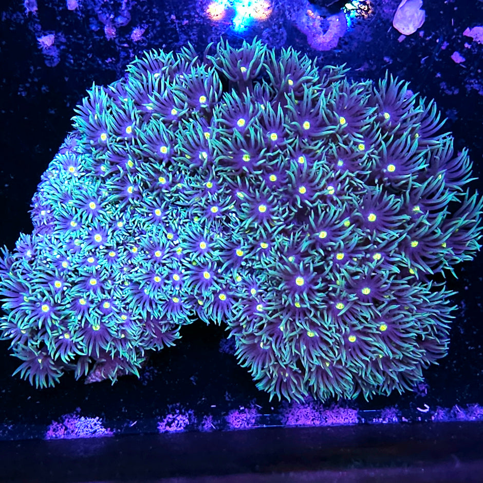 6" Extraterrestrial Goniopora Colony