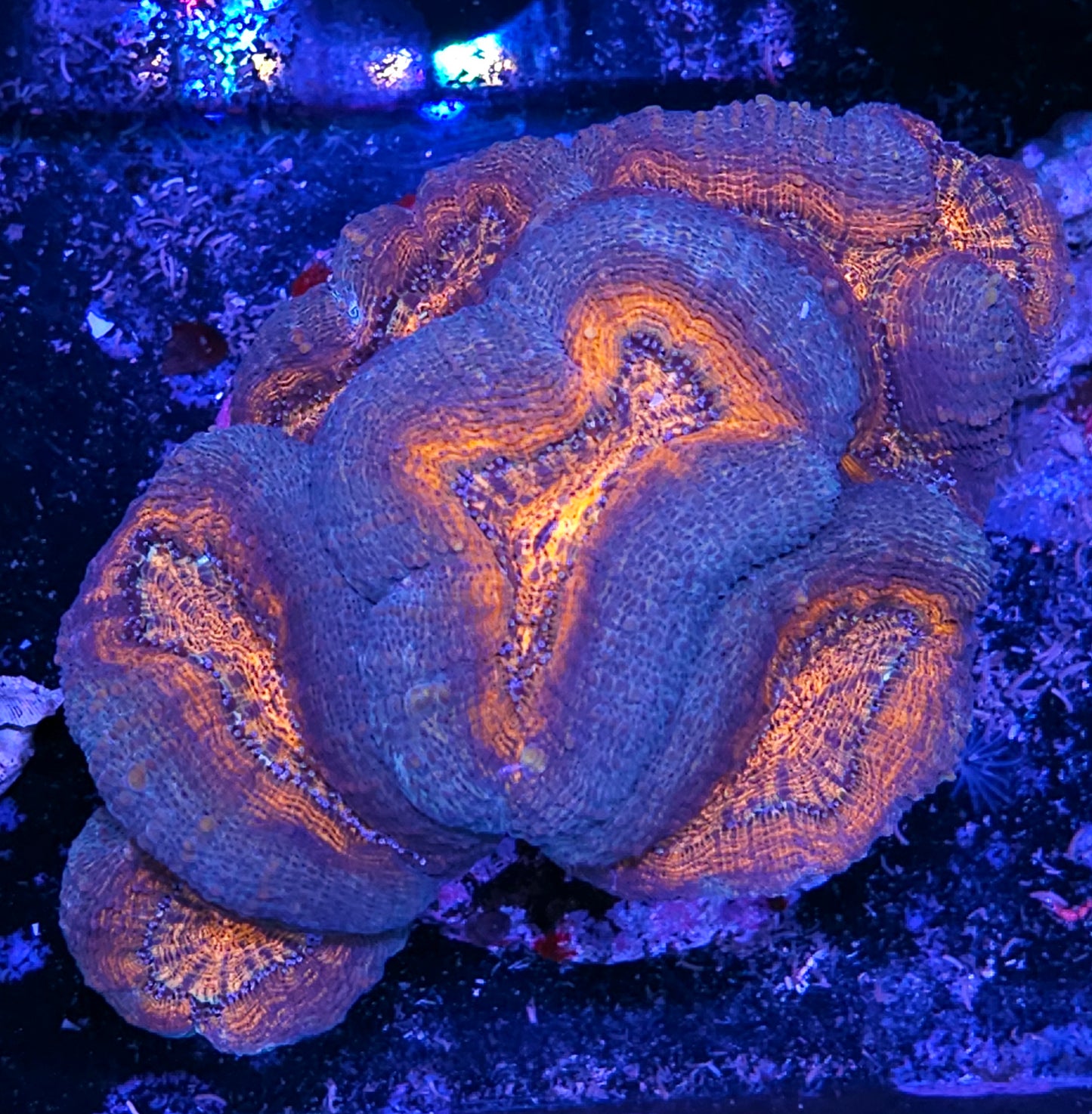 XL Tortured Souls Lobophyllia Colony