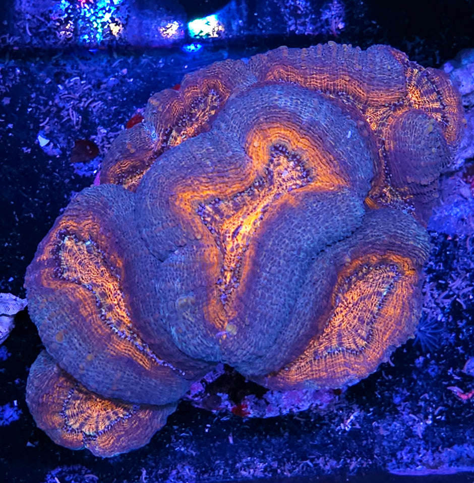 XL Tortured Souls Lobophyllia Colony