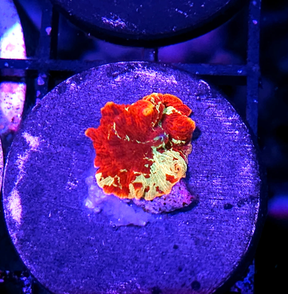 Crazy Jawbreaker Mushroom