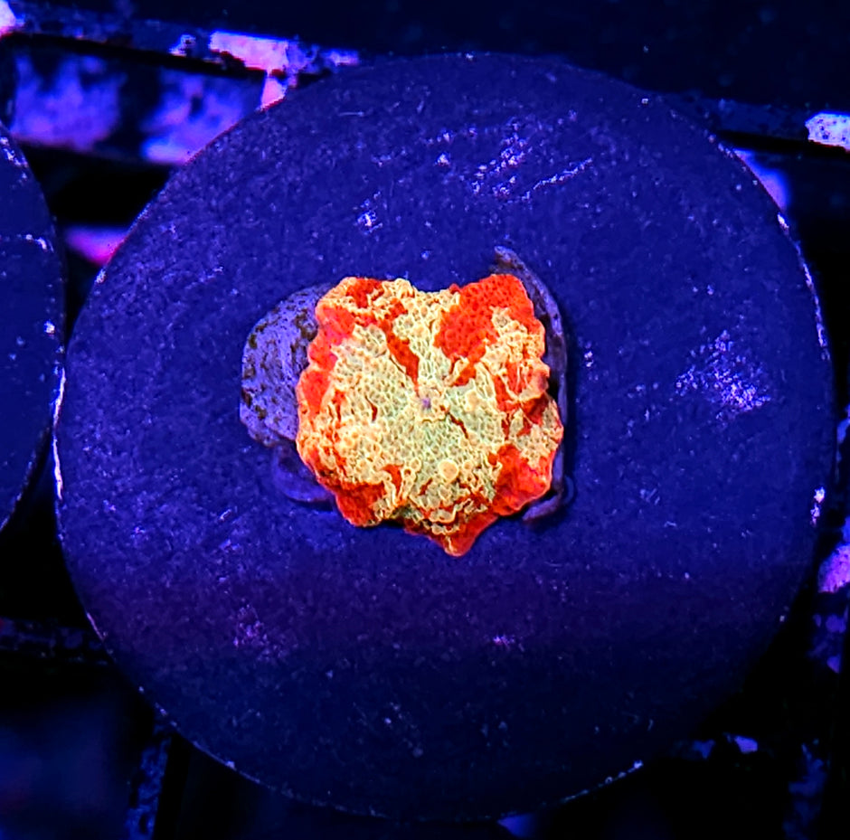 Insane Jawbreaker Mushroom