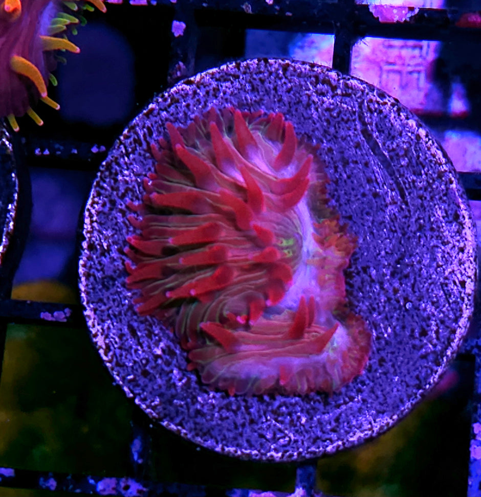 Unicorn Kisses Diaseris