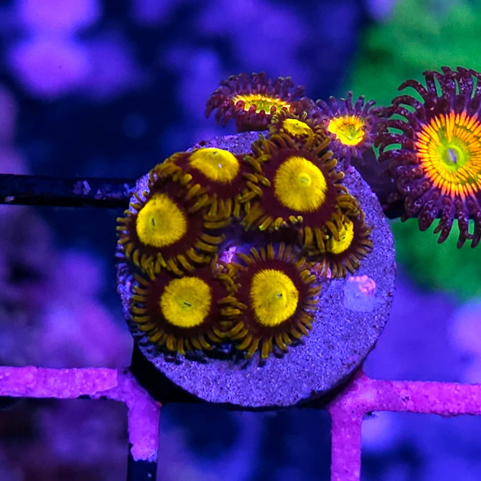 King Midas Zoas