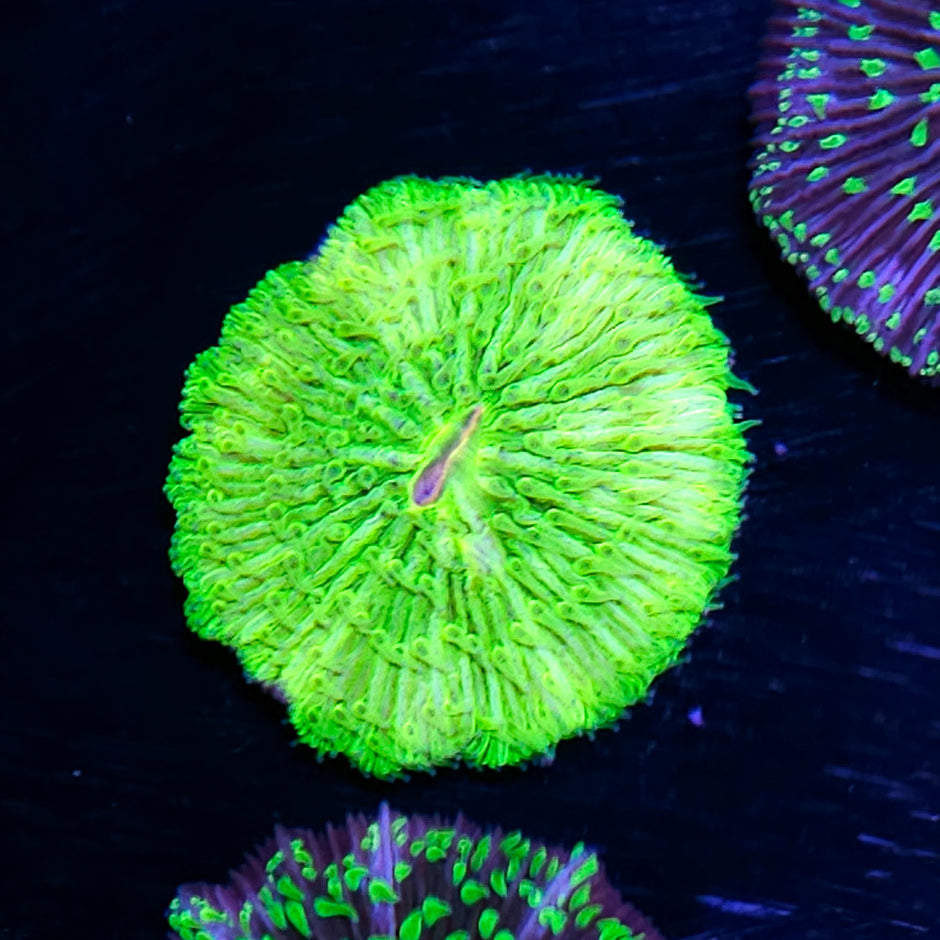 Plutonium Fungia Plate