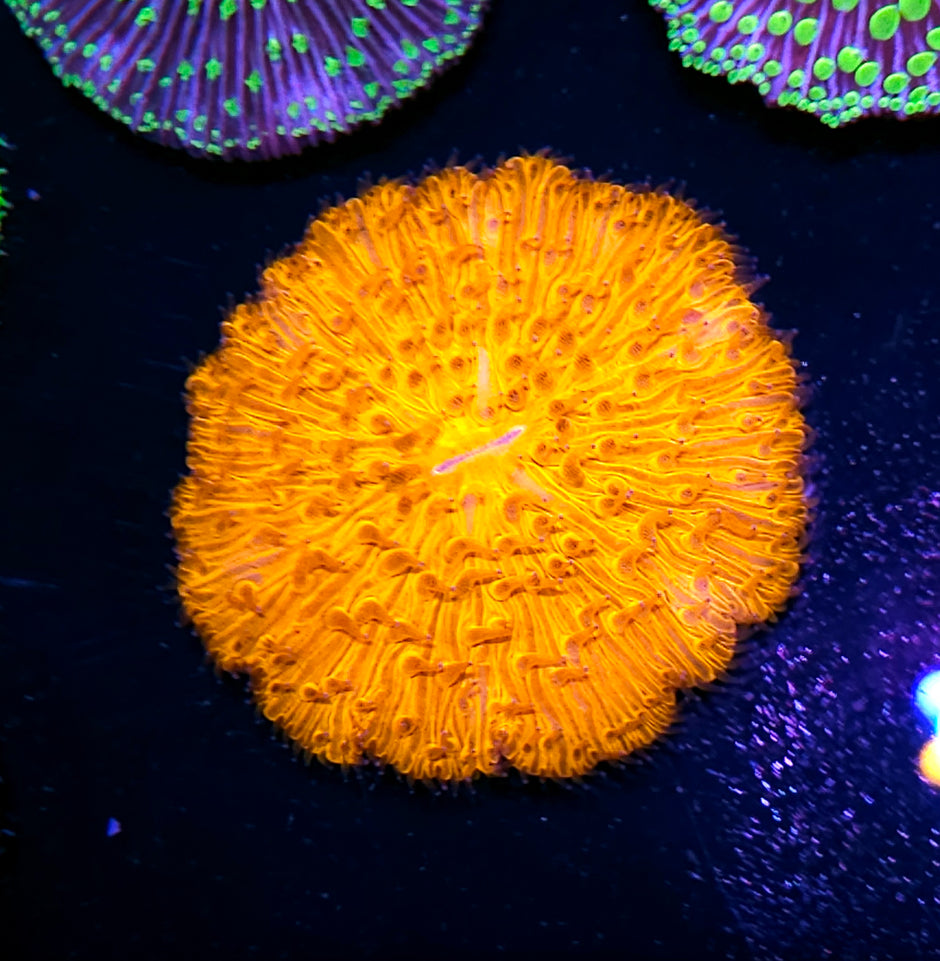 Metallic Orange Fungia Plate