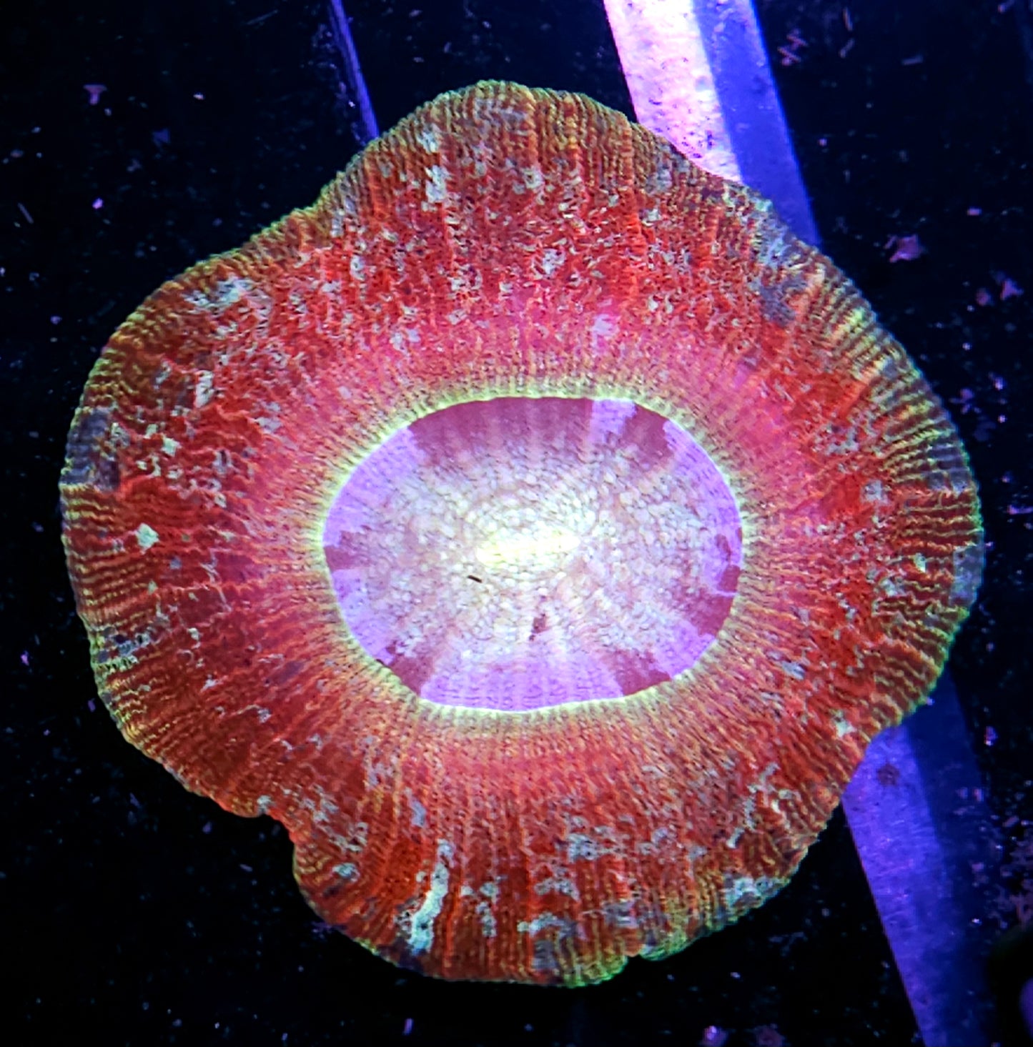 Speckled Rainbow Wellsophyllia