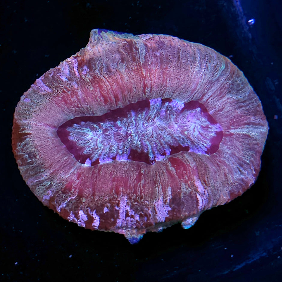 Pastel Massacre Rainbow Wellsophyllia