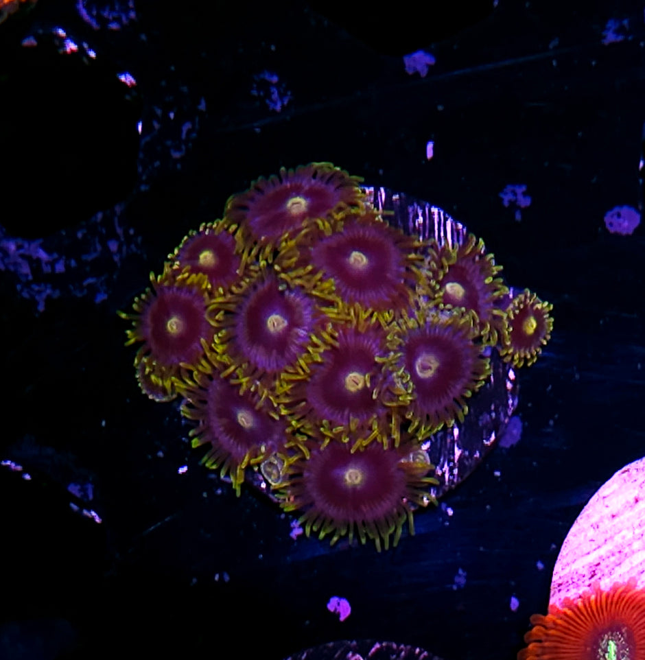 Blueberry Fields Zoas