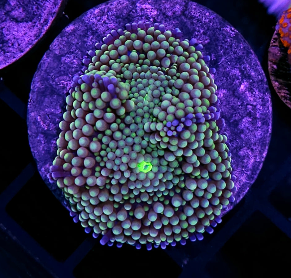 Ultra Florida Ricordea