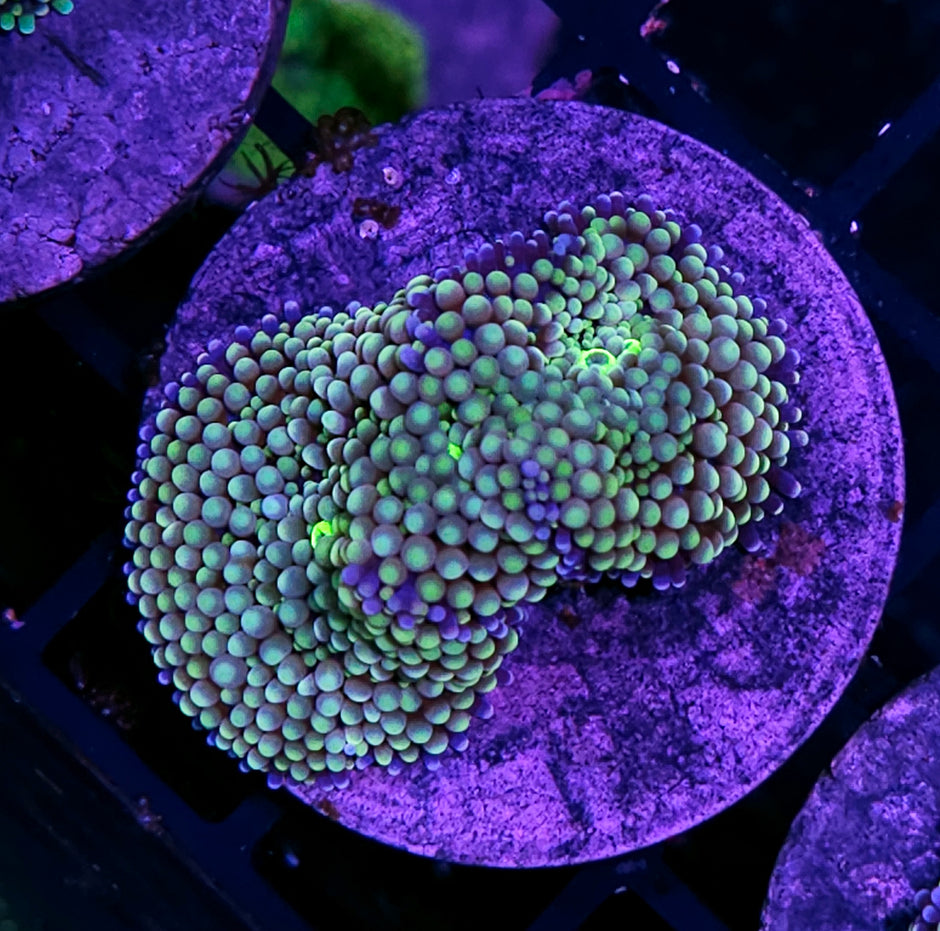 Ultra Florida Ricordea